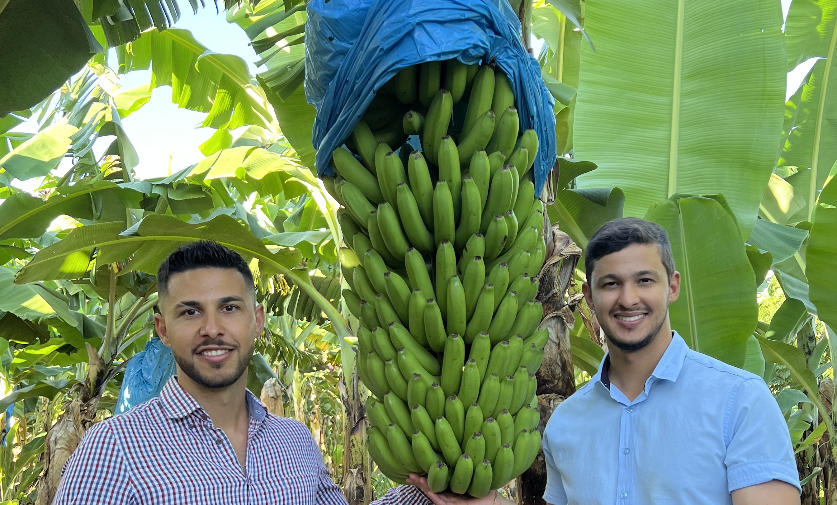 Banana Plantation